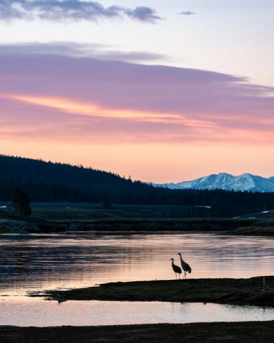 Hayden Valley sunrise with sandhill cranes in Yellowstone National Park