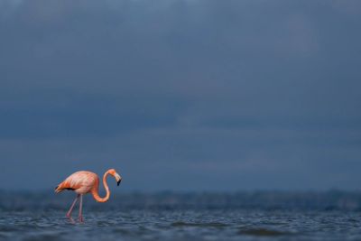 American flamingo in Florida
