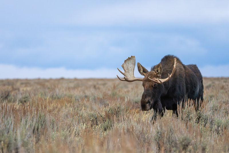 A bull moose through a field of sagebrush in Grand Teton National Park