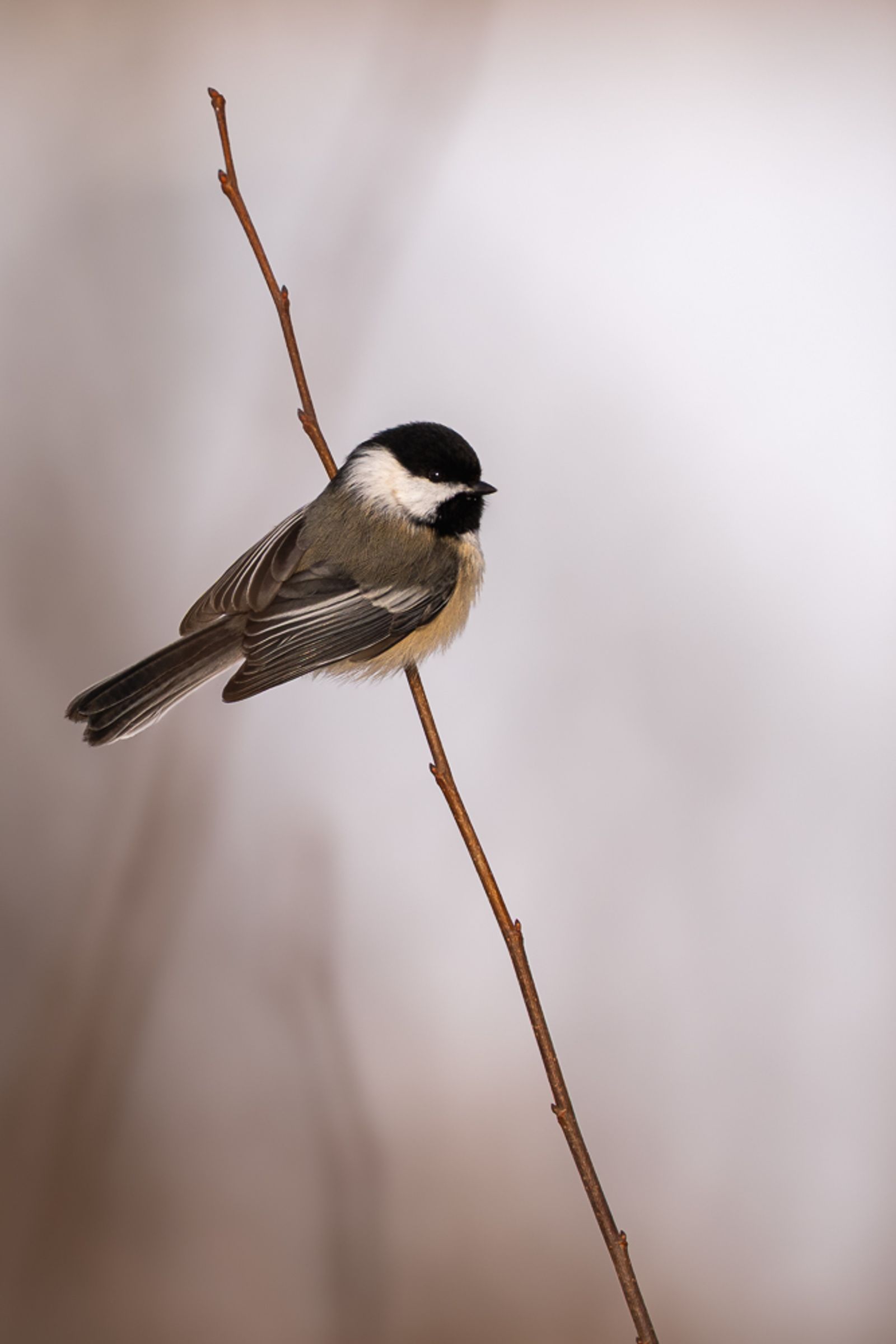 An adorable black-capped chickadee perched on a twig with some lovely bokeh behind it