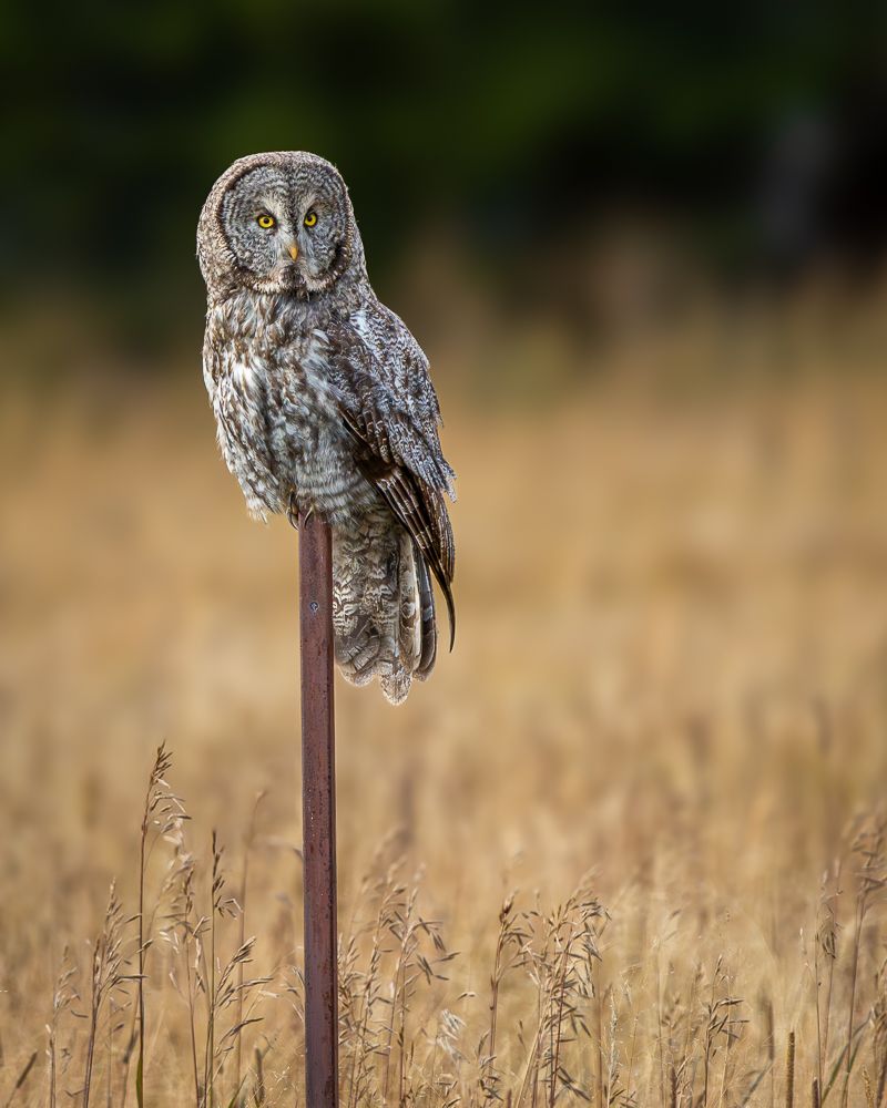 A great gray owl perched on a pole in front of a field of golden grass