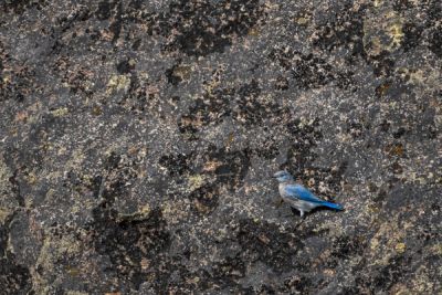 Mountain bluebird in Yellowstone National Park