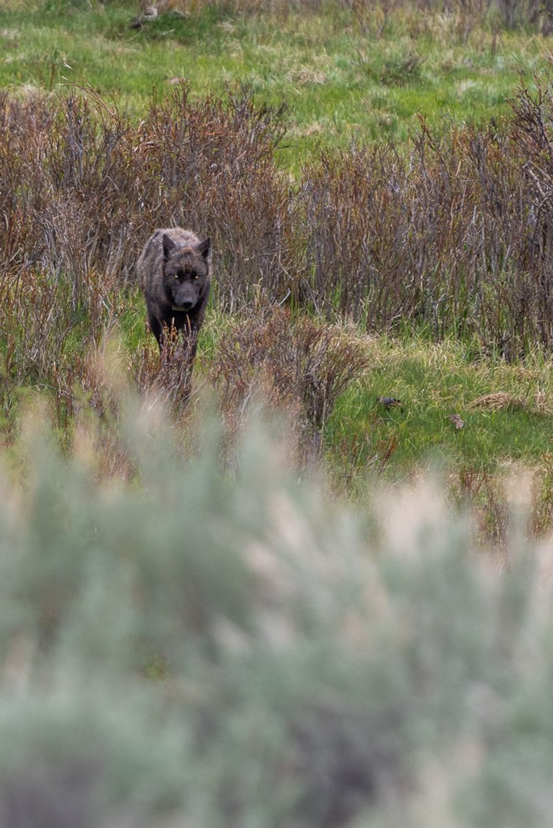 Black wolf walks out from the brush