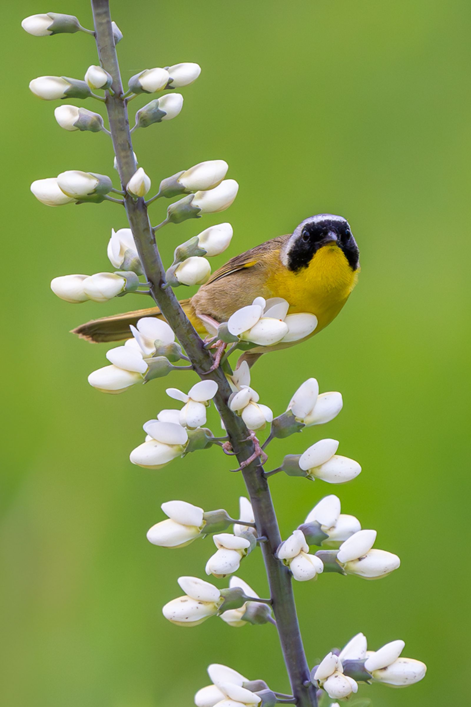 A common yellowthroat perched on a stalk of wild indigo