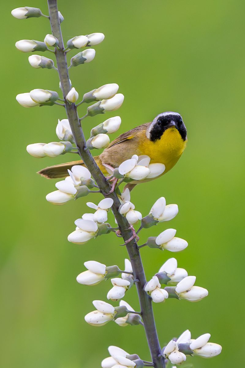 A common yellowthroat perched on a stalk of wild indigo
