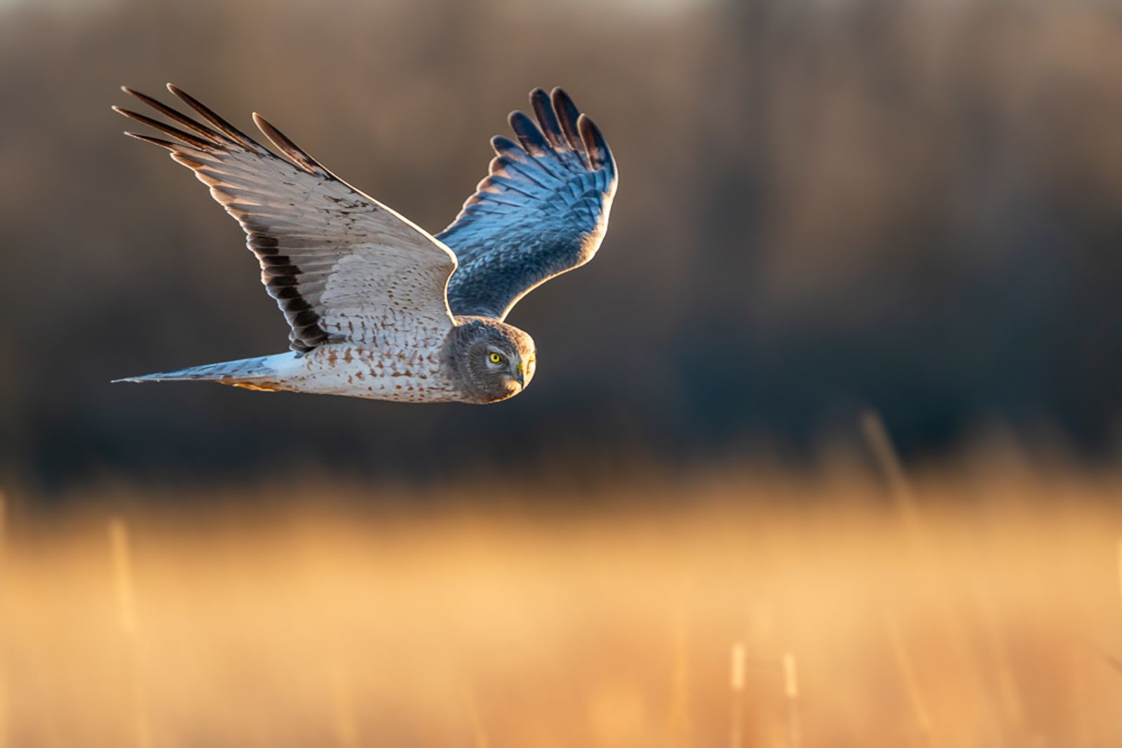 A male northern harrier, aka a gray ghost, soaring over a field of golden grass