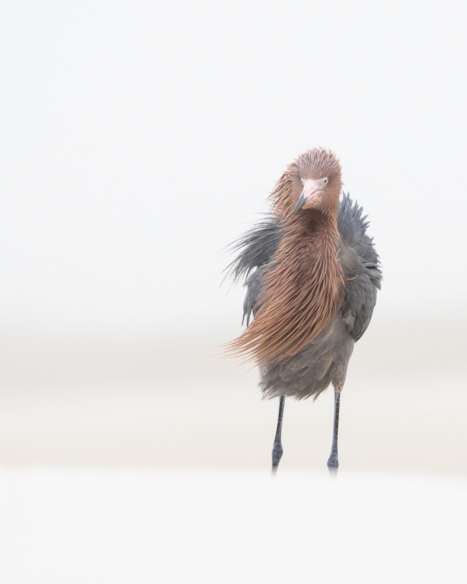 A reddish egret standing on the beach on a foggy morning with the breeze blowing its feathers