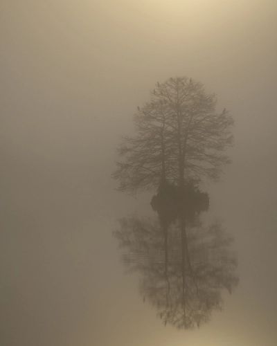 Tree on an island on a foggy morning in Florida