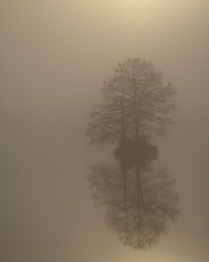 A tree on small island on the water on a foggy morning with the sun rising