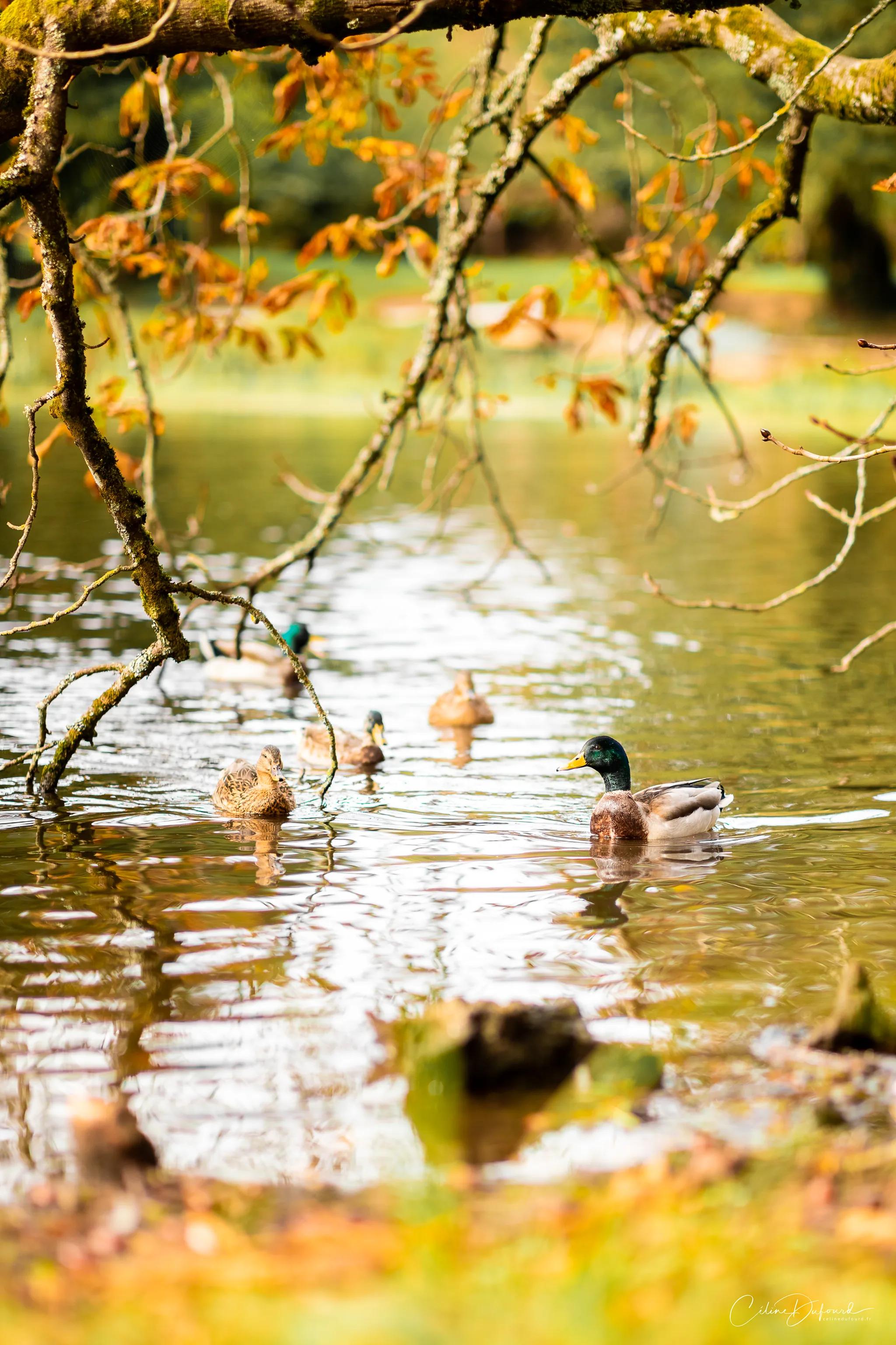 The mallards of the lake