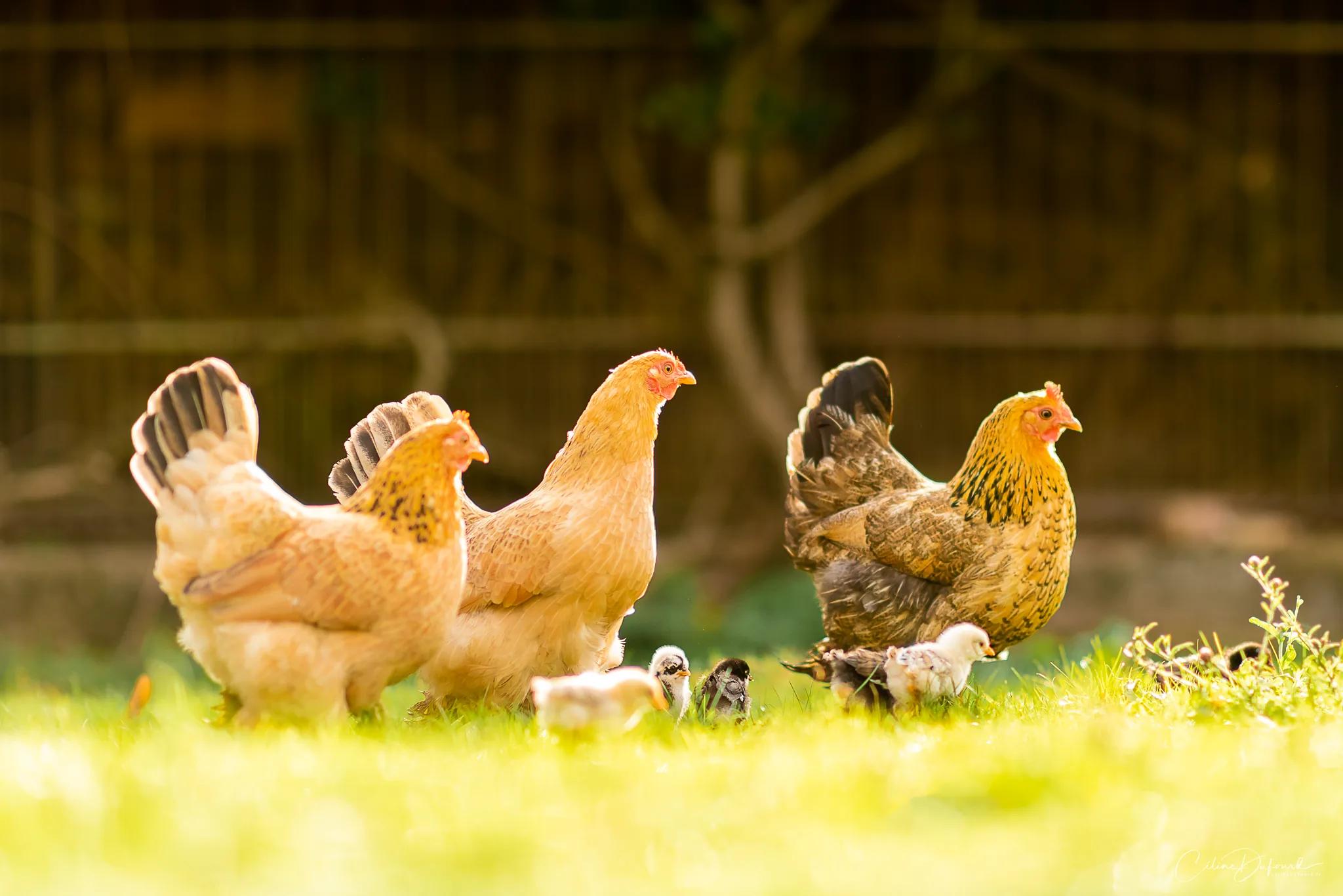The estate's hens and their chicks in the grass