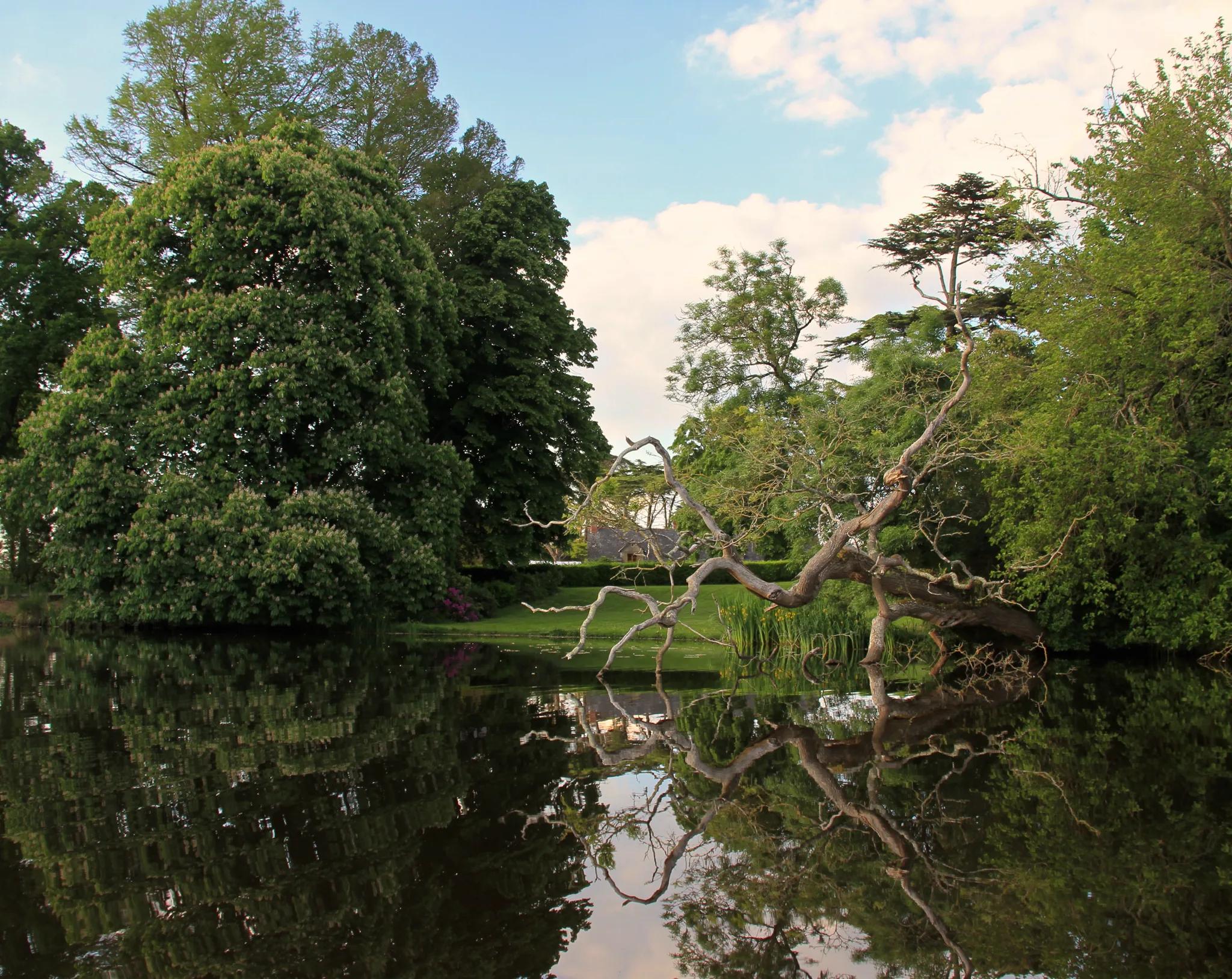 The great leaning tree above the lake and its reflection