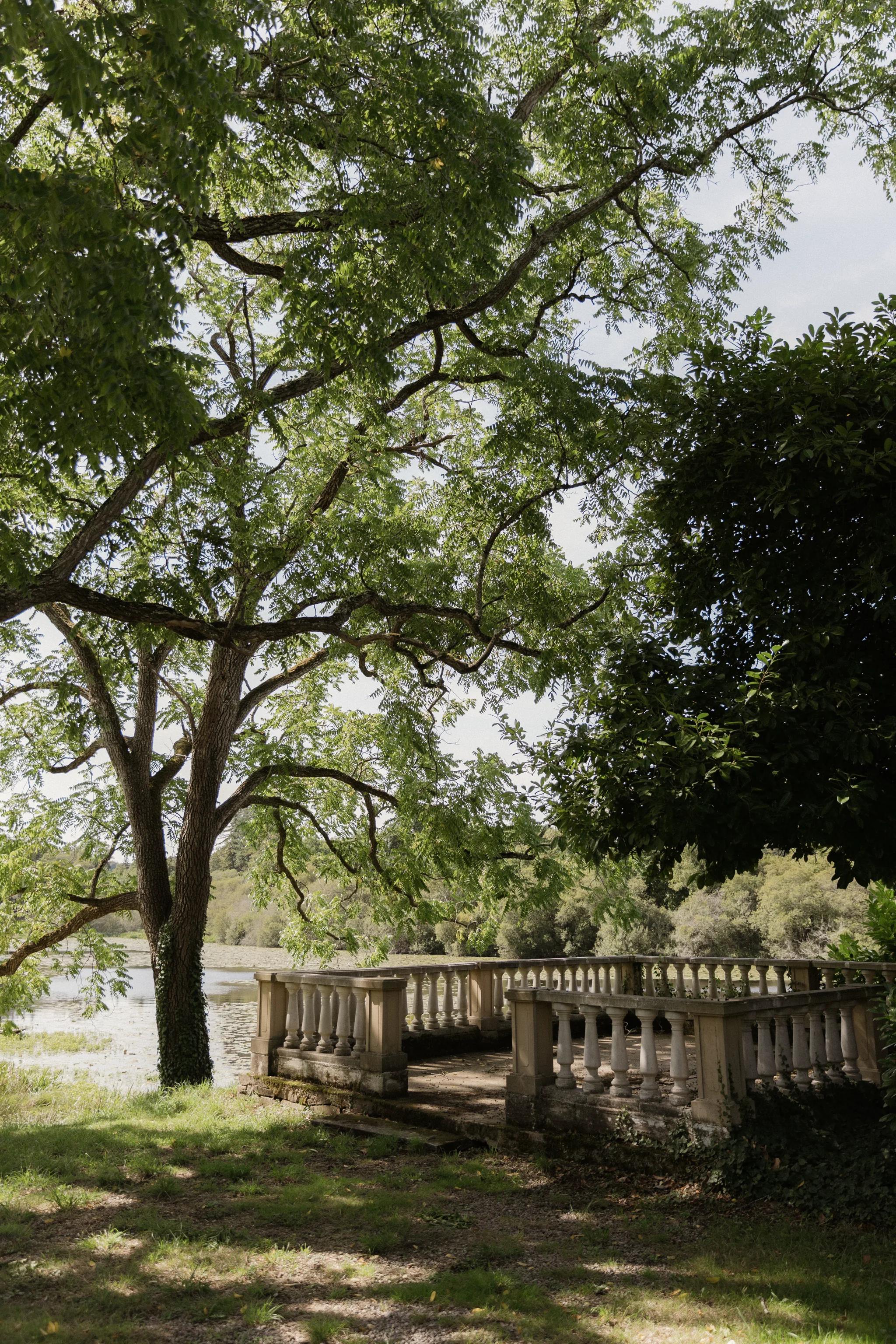 The balustraded terrace beneath the boughs of a century-old tree