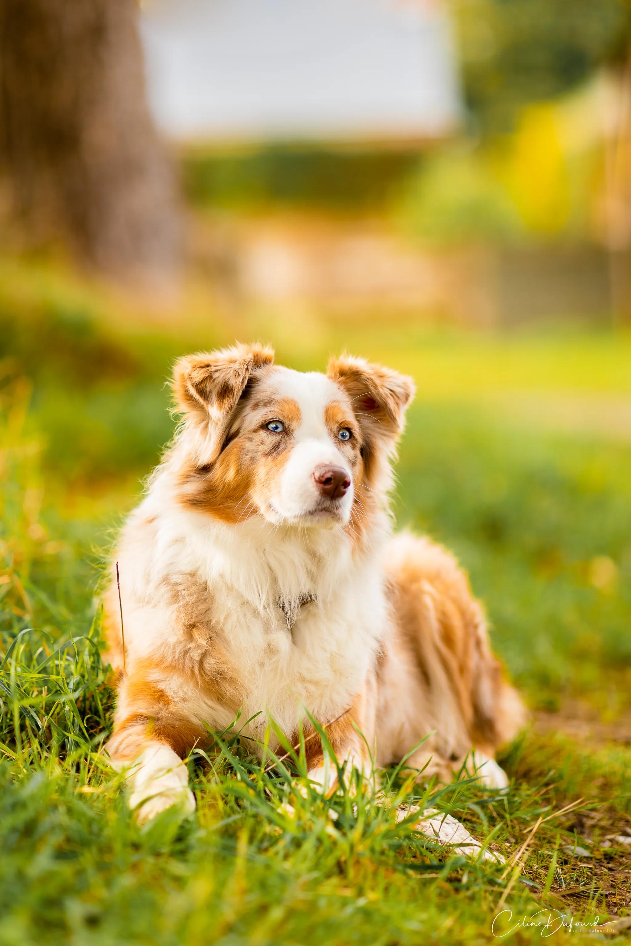 Nash, one of the estate's Australian shepherds