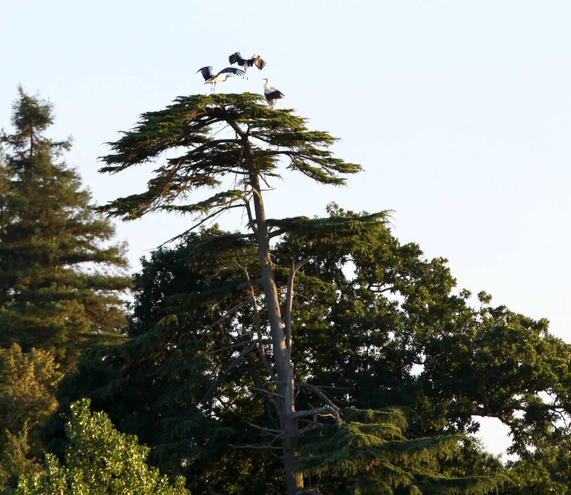 Three storks perched atop a cedar in the park