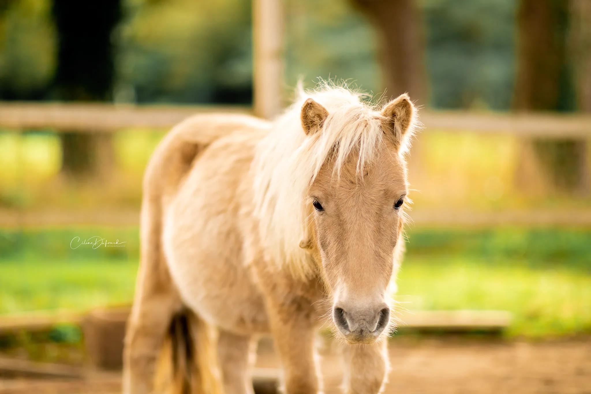 One of the estate's Shetland ponies, in its paddock