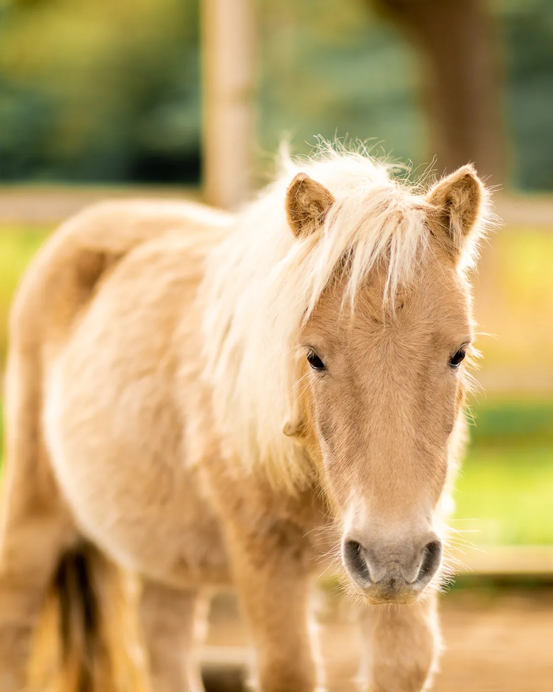 L'un des poneys shetland du domaine, dans son enclos