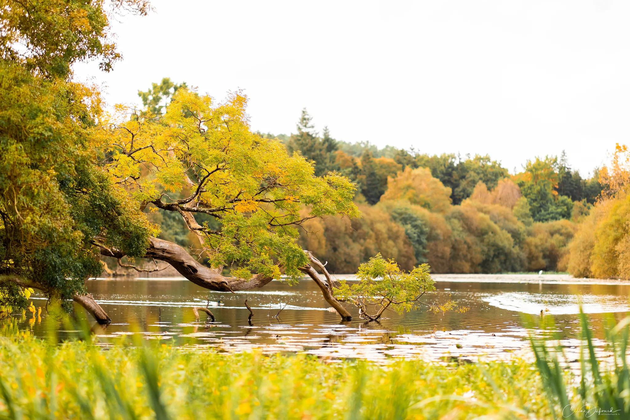 The water-lily lake in autumn, beneath the great leaning tree