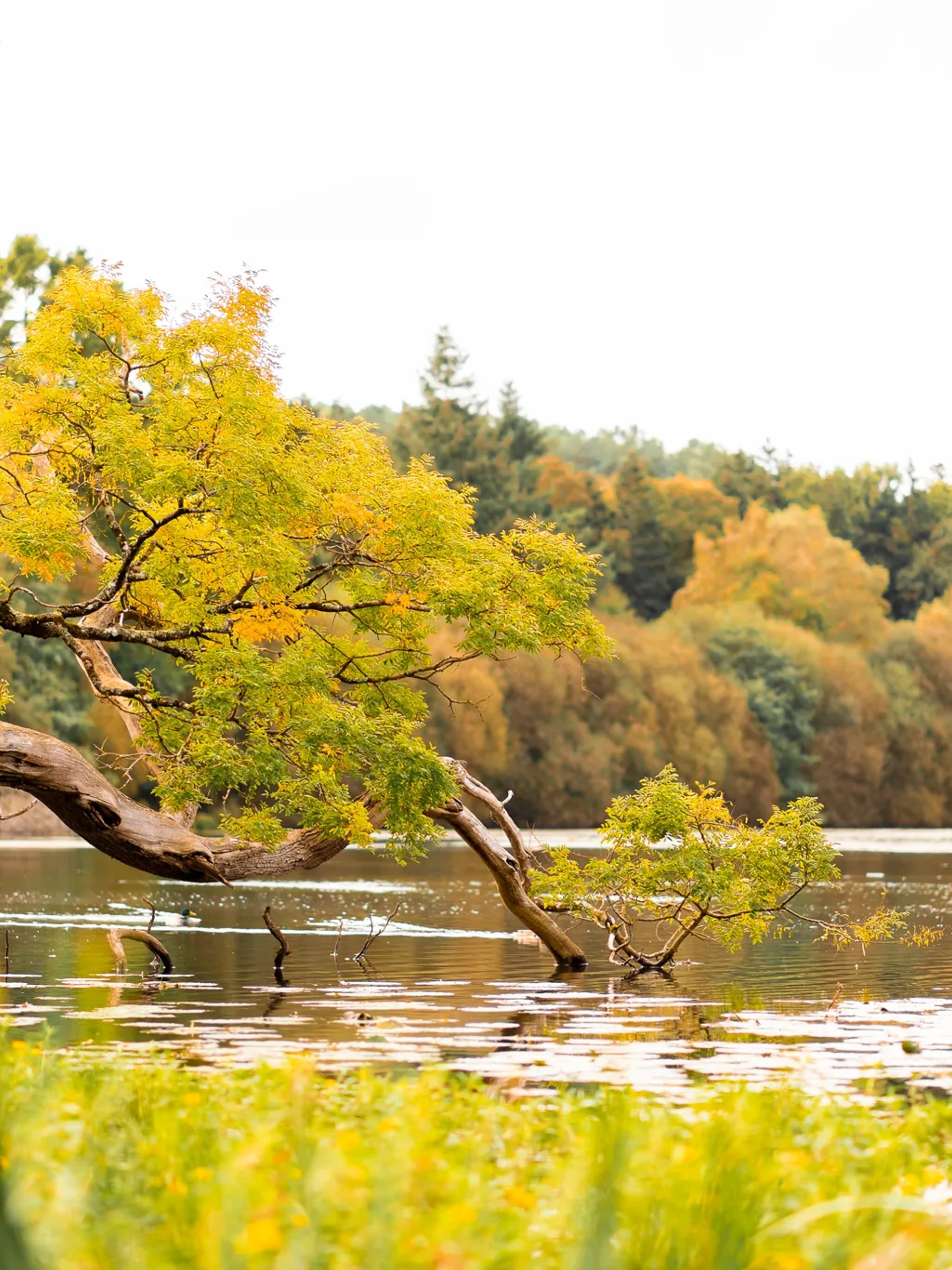 The water-lily lake in autumn, beneath the great leaning tree