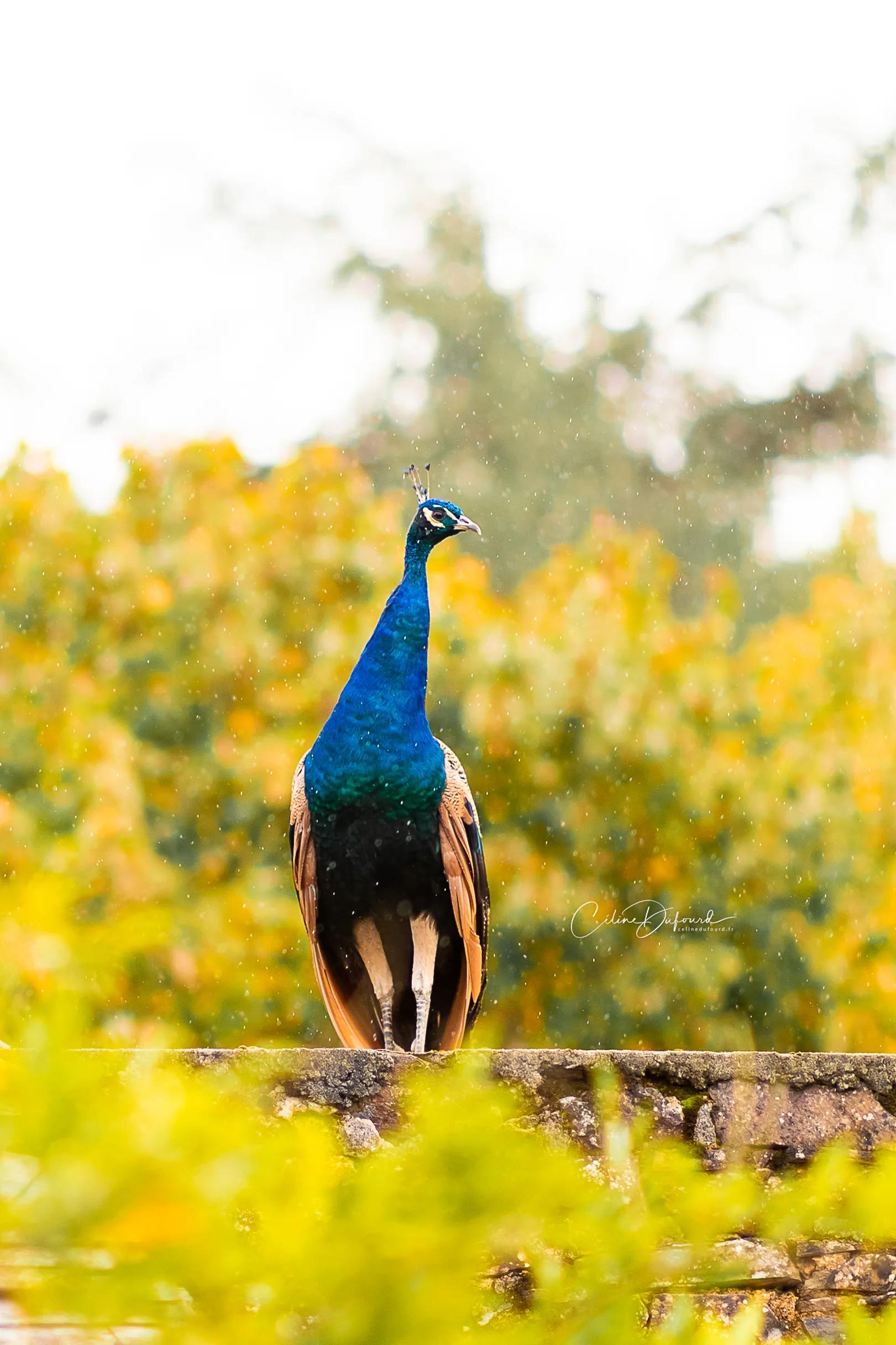 One of the estate's peacocks