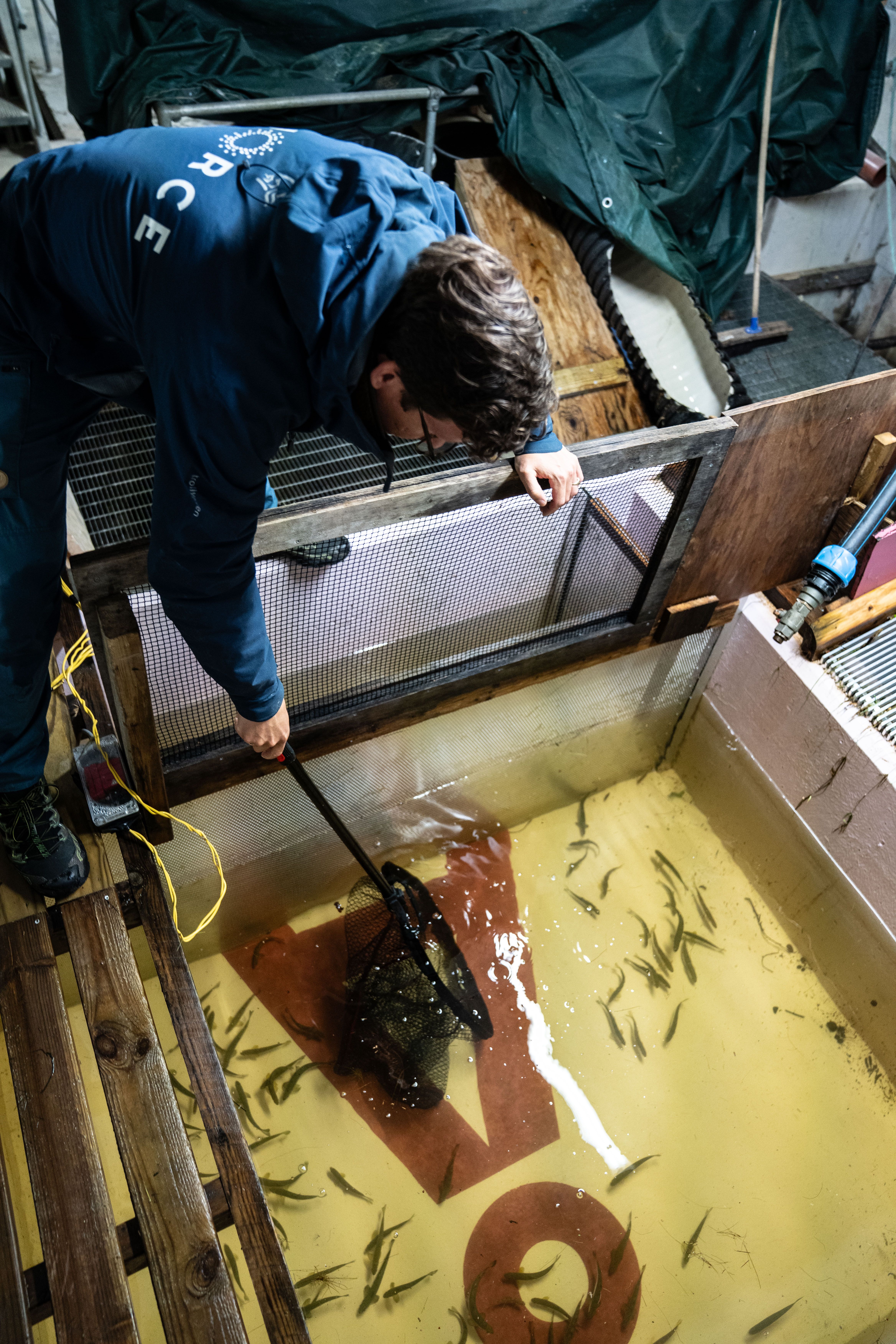 Smolt, smoltfelle, vann, mann. Foto. 