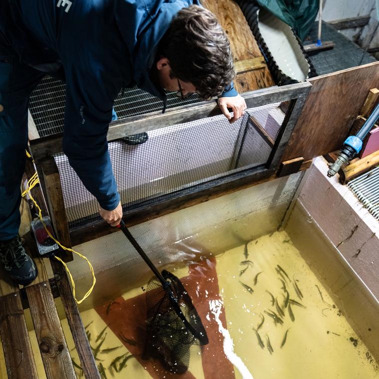 Smolt, smoltfelle, vann, mann. Foto.