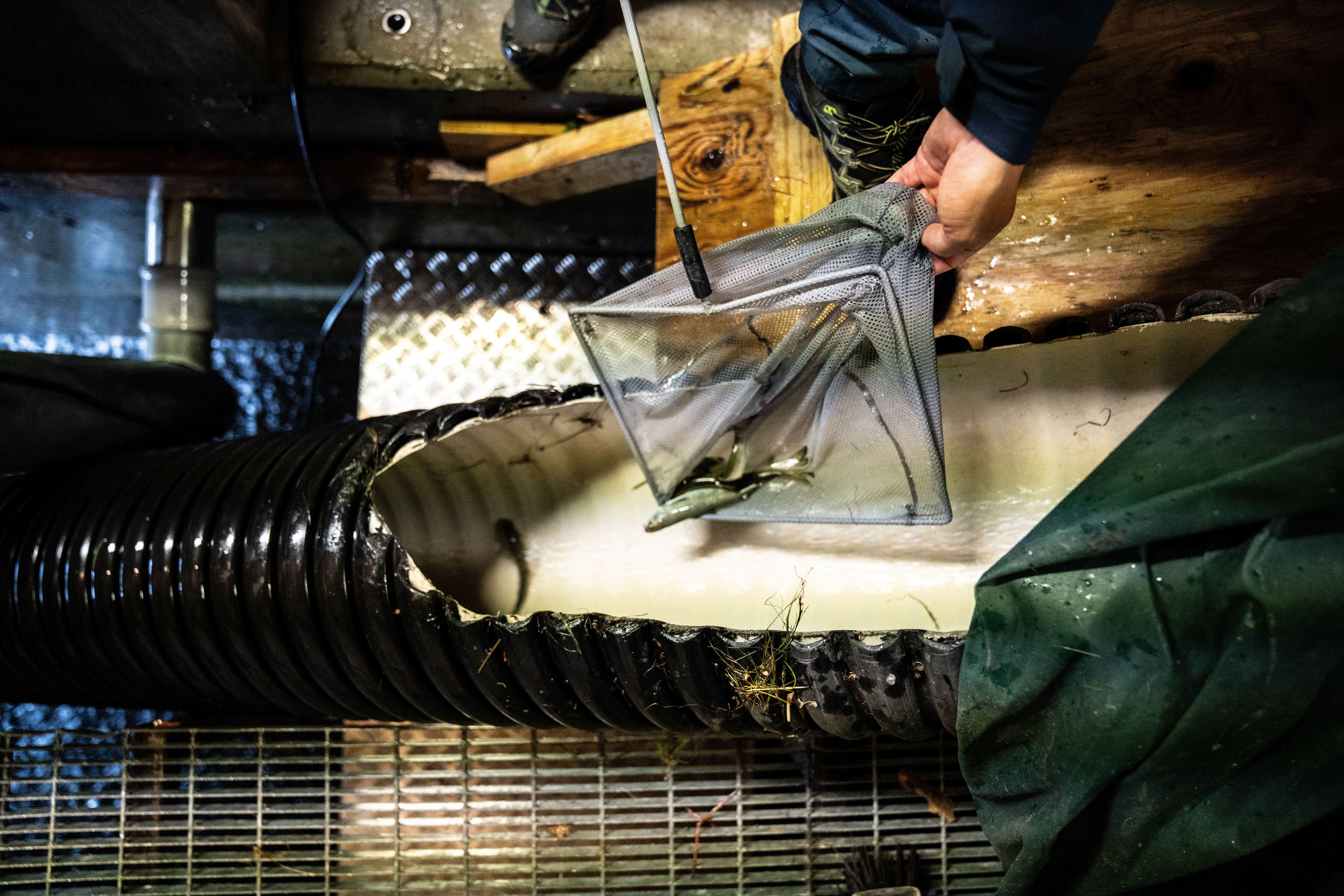 Fisk. håv, hender, vann. Foto. 