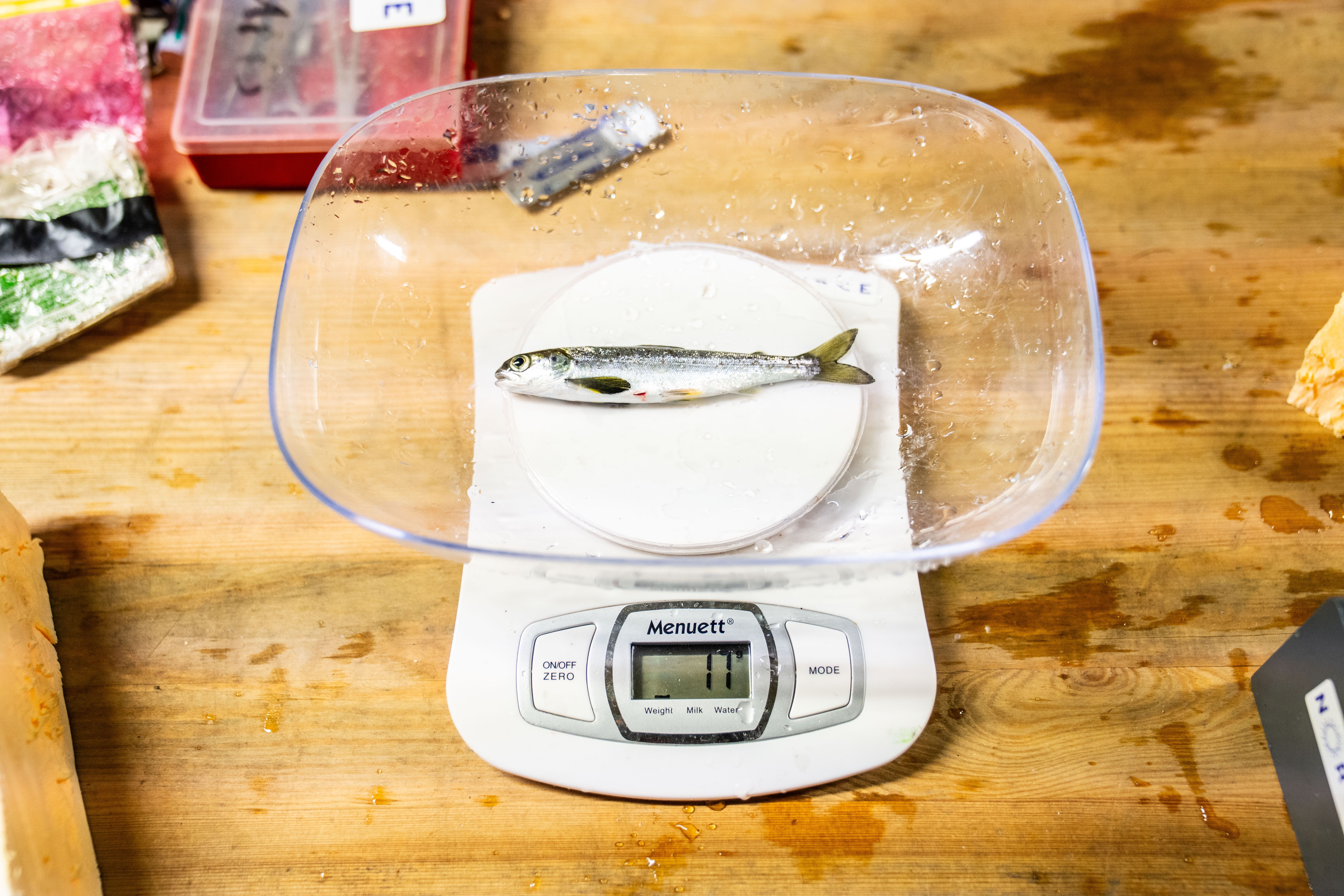 Fisk, vekt. Foto. 
