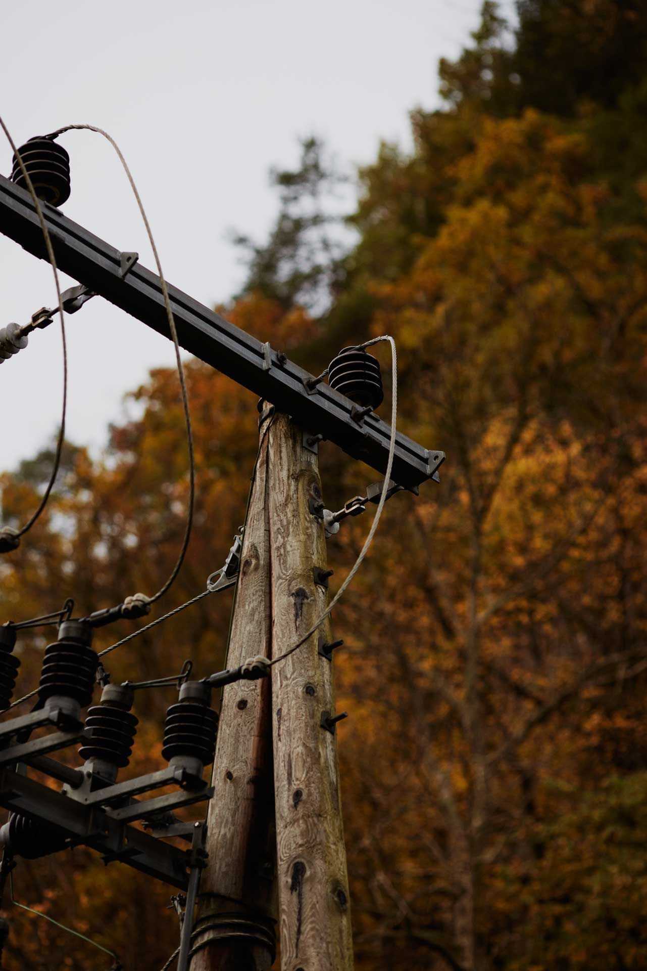 Strømlinjenett i skog. Foto.