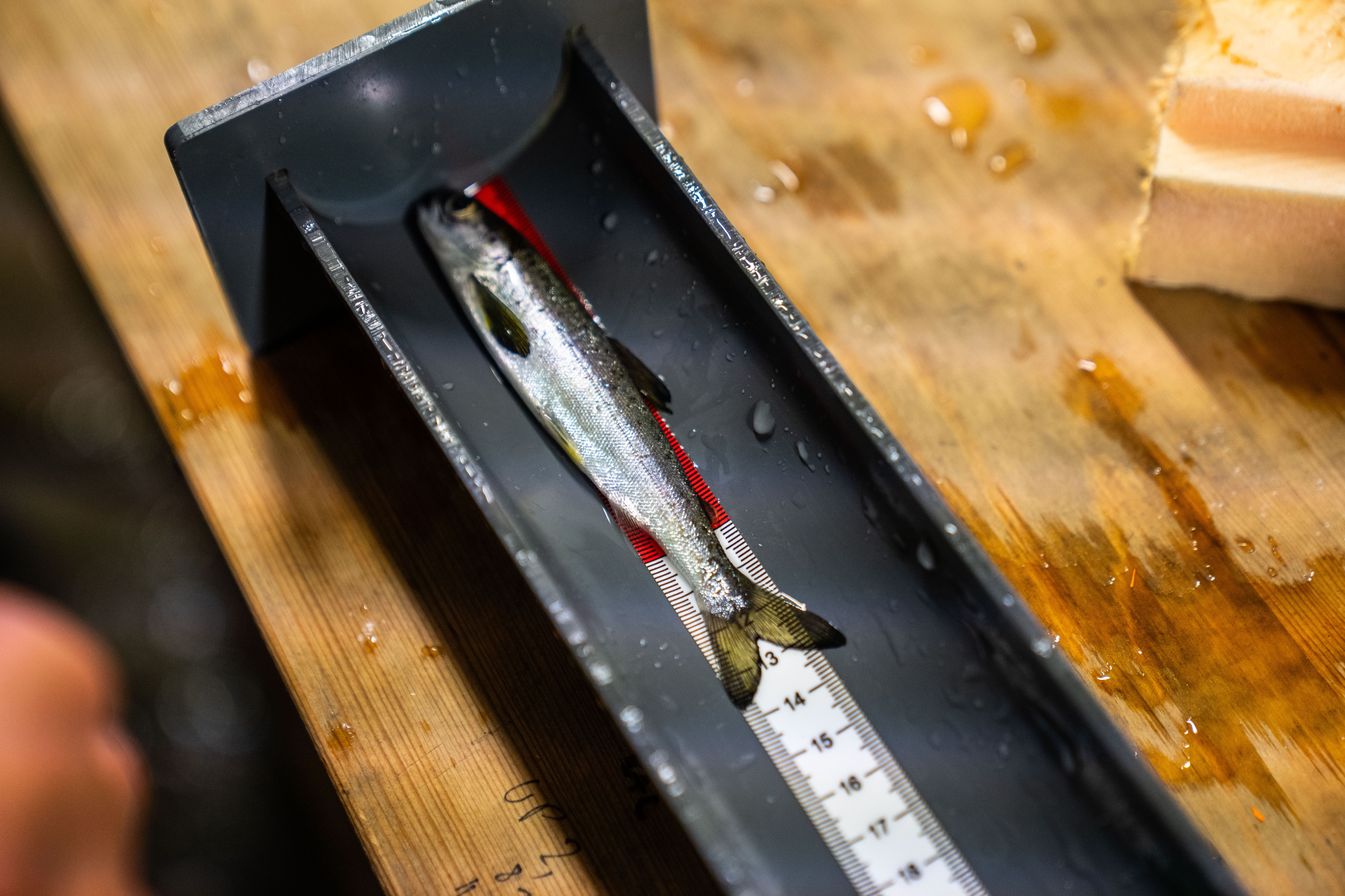 Fisk, målebånd. Foto. 