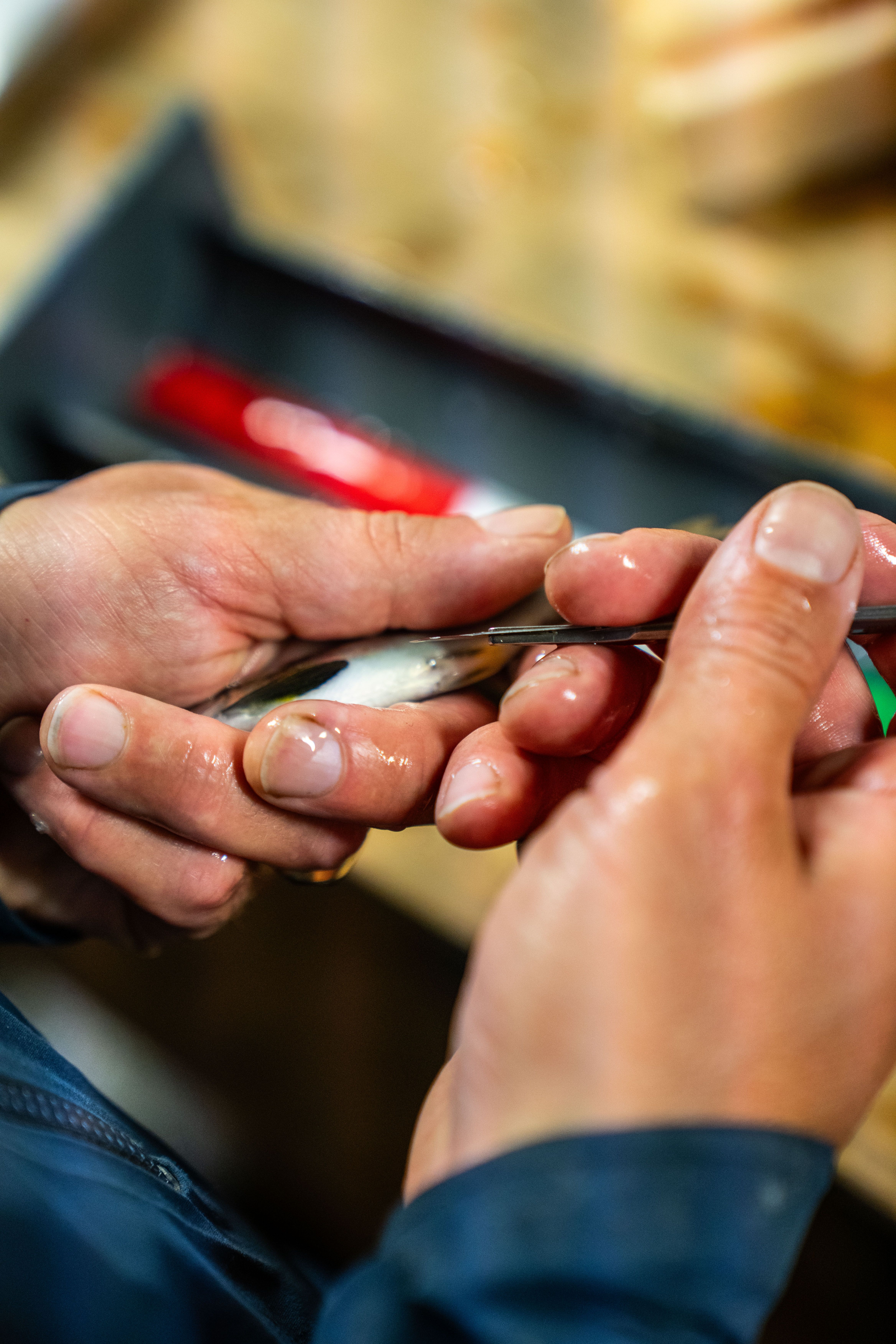 Smolt, hender, merking av fisk. Foto. 