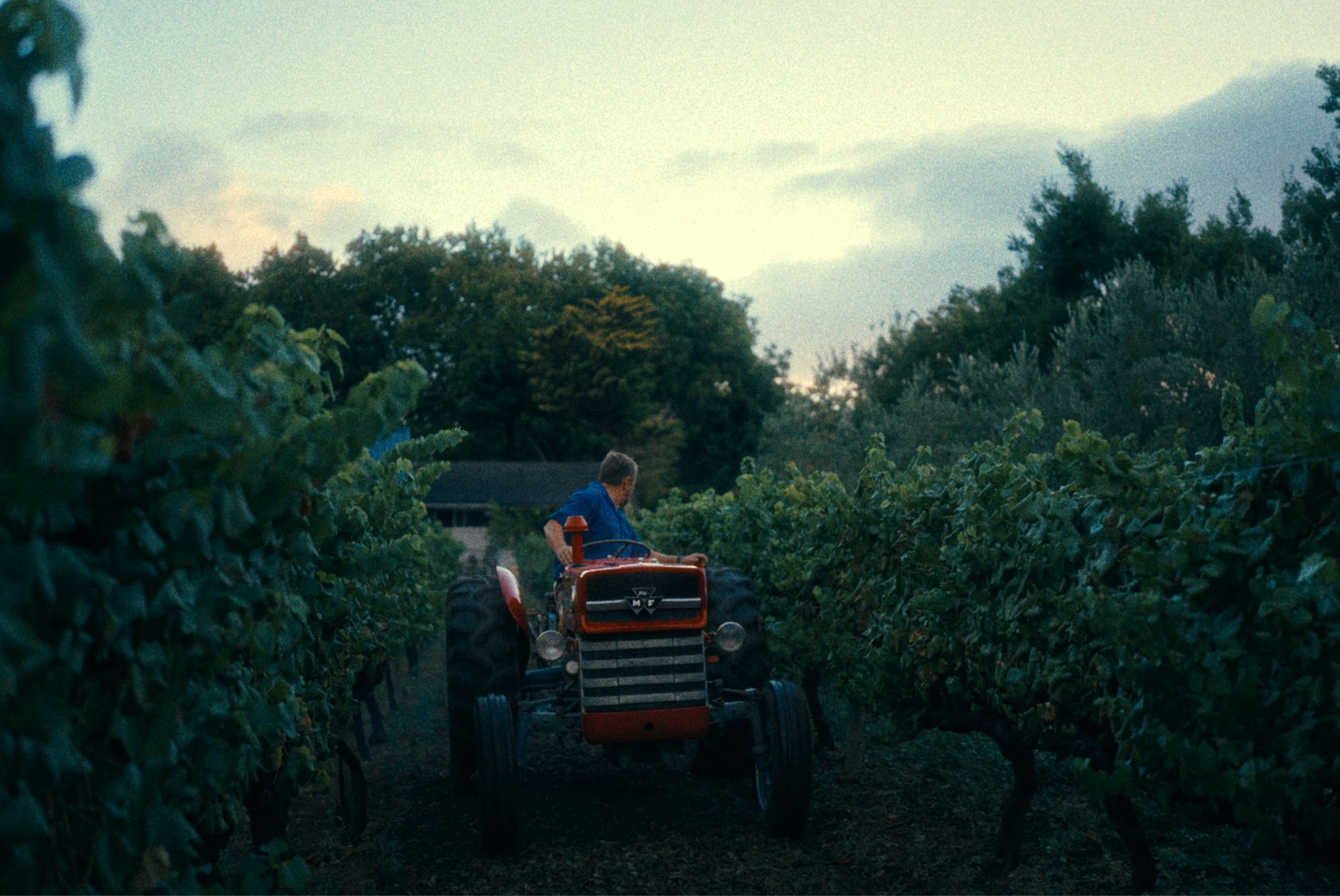 Winemaker - High Constantia preview 2