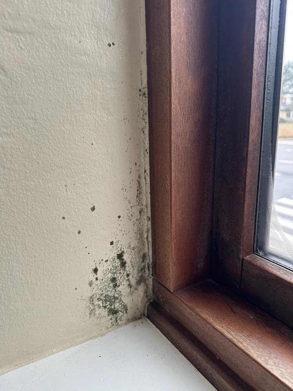 Wall mold removal , Før