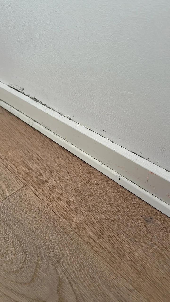 Baseboard mold removal, Før