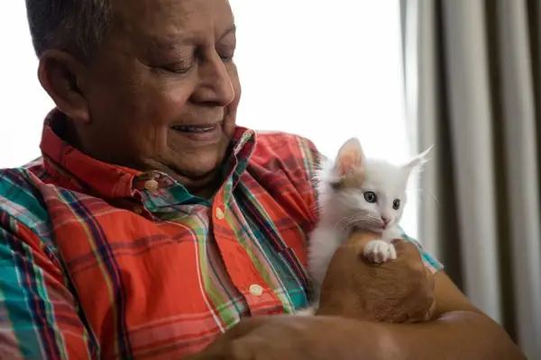 Senior man playing with a kitten