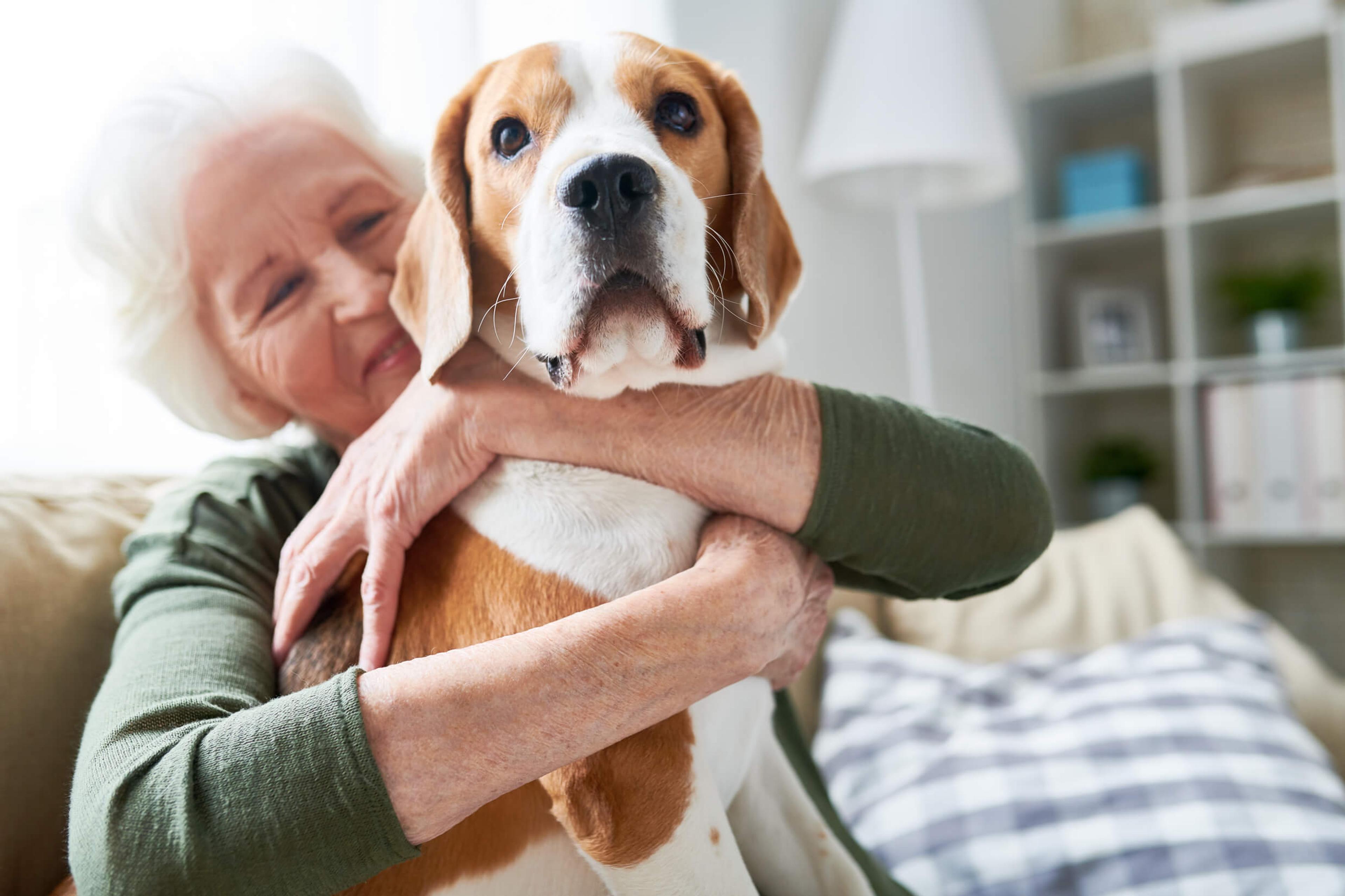 Elderly woman sat on a sofa hugging a young Beagle dog