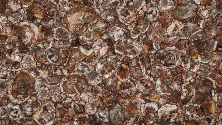 Petrified Wood — Semi Precious Stones slab