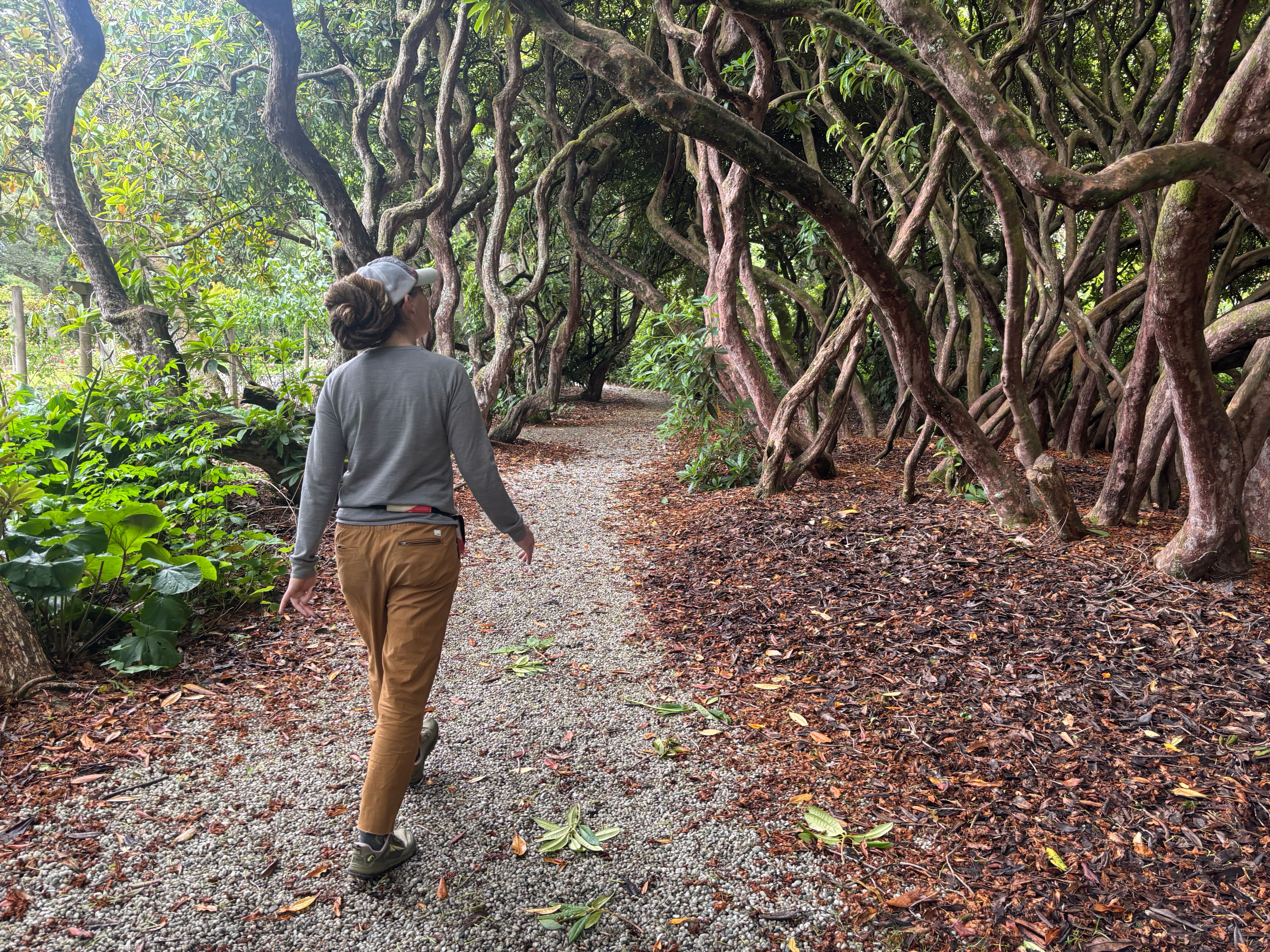 Look at these rhododendrons