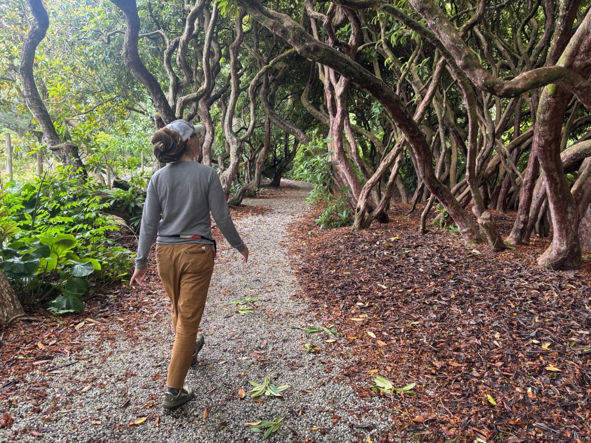 Look at these rhododendrons