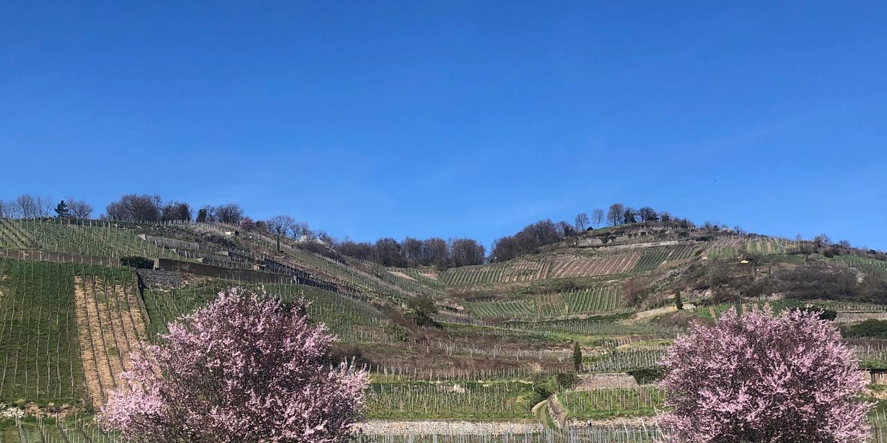 Demeterwinzer Bertram Isele