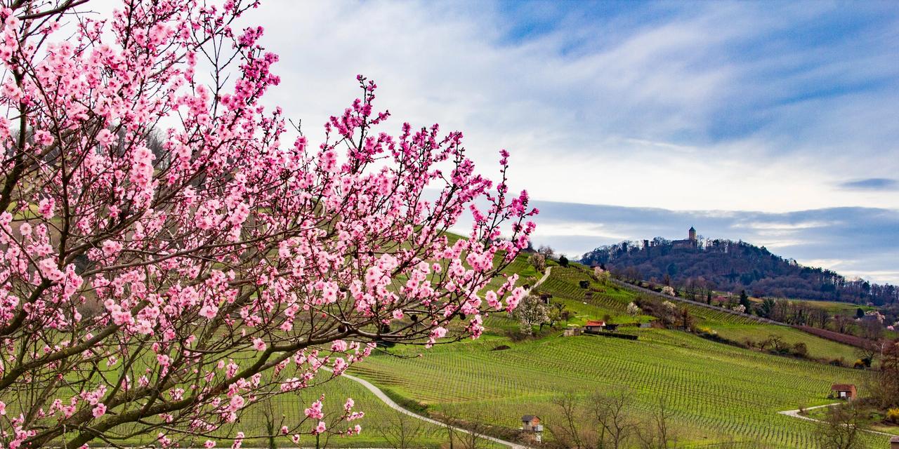 Weinbauverband Hessische Bergstraße e.V.