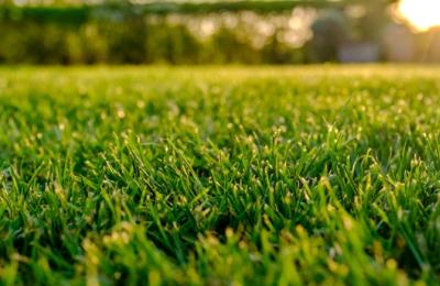 Lyme-Borreliose – Symptome, Therapie, und klinische Hintergründe