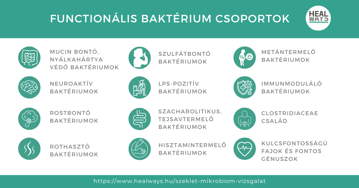 functionális baktérium csoportok