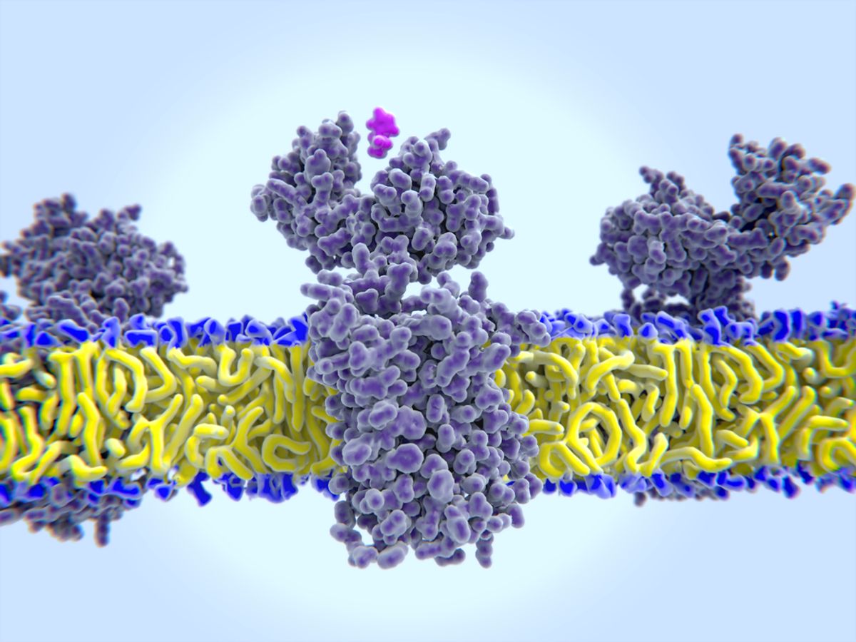 hisztamin receptor