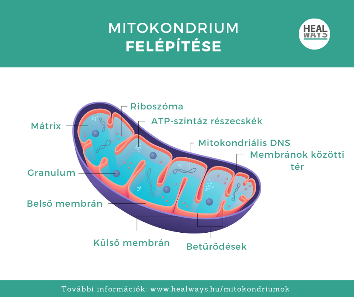 Mitokondrium felépítése