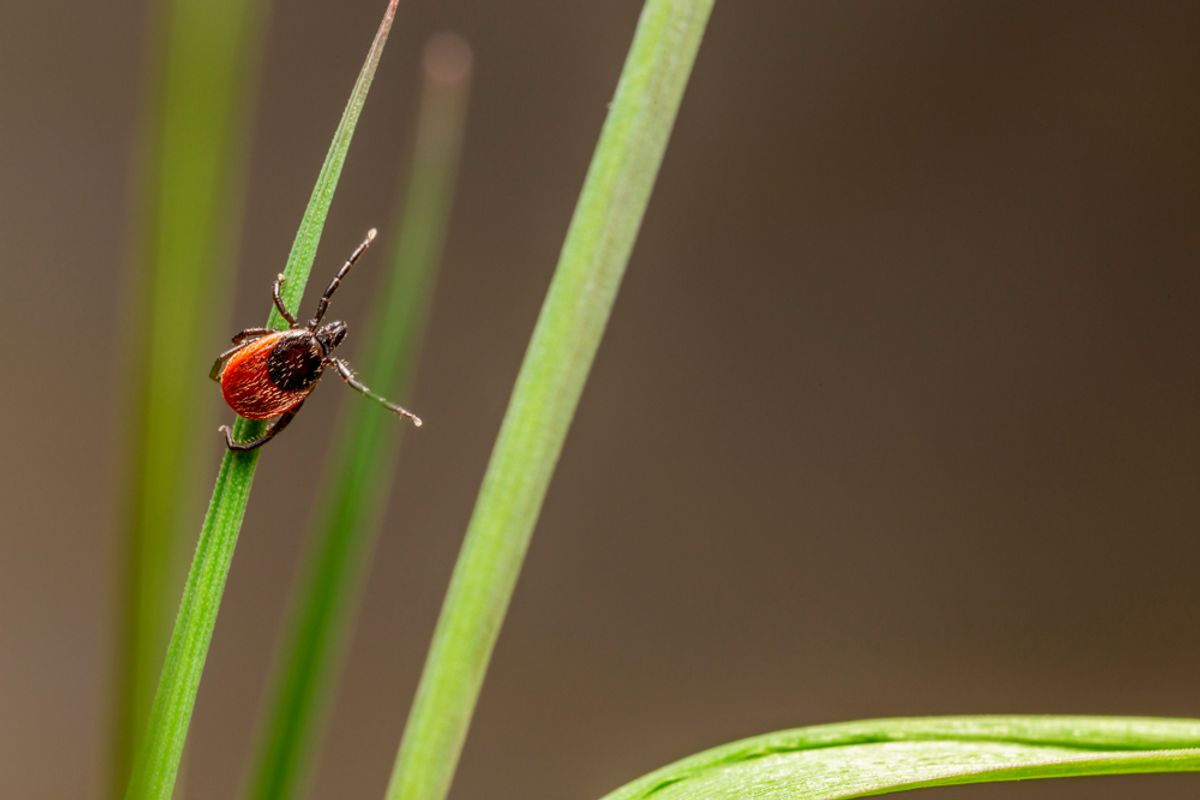 Közönséges kullancs, a Lyme-kór terjesztője