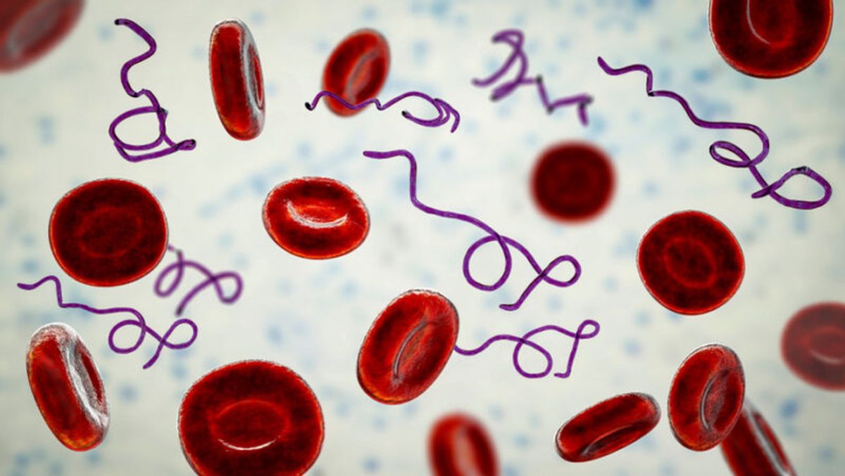 Borrelia baktérium, a Lyme-kór okozója. 