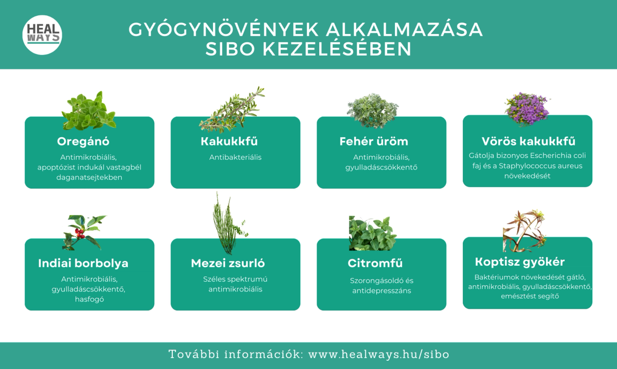 Gyógynövények alkalmazása SIBO kezelésében