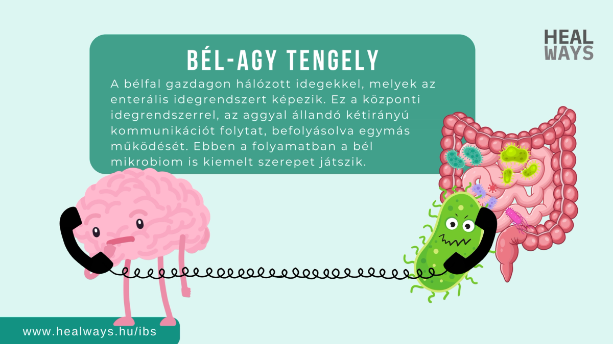 Bél-agy tengely