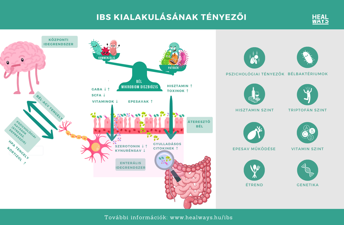 IBS kialakulásának tényezői